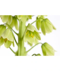 Persische Kaiserkrone -Biohort || Vitavia || Elho Verkaufsgeschäft 8664708 PR DE 002 KaiserkroneFritillariaPersicaT19DehnerExpressZS