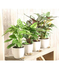 Korbmarante - Calathea Picturata -Biohort || Vitavia || Elho Verkaufsgeschäft 8666083 PR MO 001 KorbmarantheCalatheaLeopardinaT12DehnerExpressHerzig