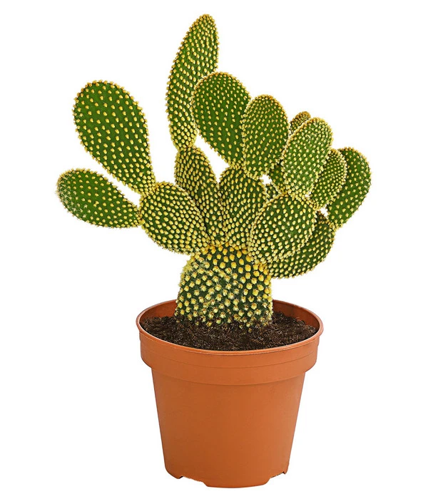 Feigenkaktus - Opuntia Microdasys 'Yellow' 3 Feigenkaktus - Opuntia Microdasys 'Yellow'