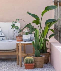 Kaktus-Wolfsmilch - Euphorbia Ingens -Biohort || Vitavia || Elho Verkaufsgeschäft 8673246 WE MO 001 KaktusWolfsmilchEuphorbiaIngens