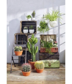 Ferokaktus - Ferocactus Stainesii -Biohort || Vitavia || Elho Verkaufsgeschäft 8674533 PR MO 001 KakteenSukkulentenGC12