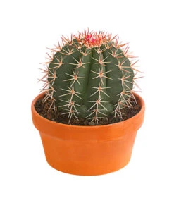 Ferokaktus - Ferocactus Stainesii