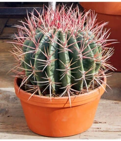 Ferokaktus - Ferocactus Stainesii -Biohort || Vitavia || Elho Verkaufsgeschäft 8674806 PR MO 001 FerokaktusFerocactusStainesiiAusschnittMoodBL12