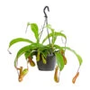 Kannenpflanze - Nepenthes Alata, Ampel -Biohort || Vitavia || Elho Verkaufsgeschäft 8686560 PR FS 001 KannenstrauchNepenthesAlataT15DehnerExpressHerzig