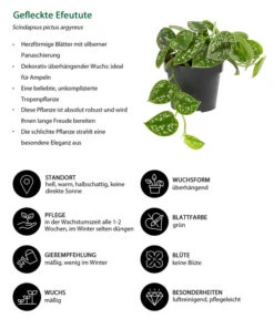 Gefleckte Efeutute - Scindapsus Pictus -Biohort || Vitavia || Elho Verkaufsgeschäft 8689127 WE IG 001 GefleckteEfeutute