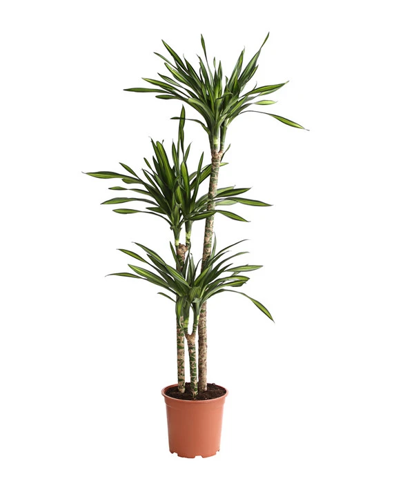 Drachenbaum - Dracaena Fragrans 'Rikki' 3 Drachenbaum - Dracaena Fragrans 'Rikki'