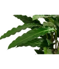 Korbmarante - Calathea Cultivars, Verschiedene Sorten -Biohort || Vitavia || Elho Verkaufsgeschäft 8712242 PR DE 003 CalatheaMixT21DehnerExpressHerzig