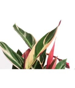 Korbmarante - Calathea Cultivars, Verschiedene Sorten -Biohort || Vitavia || Elho Verkaufsgeschäft 8712242 PR DE 004 CalatheaMixT21DehnerExpressHerzig
