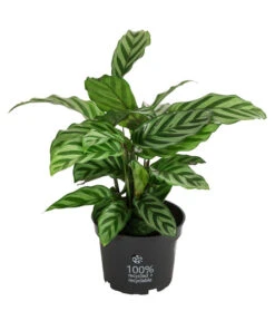 Korbmarante - Calathea 'Freddy'