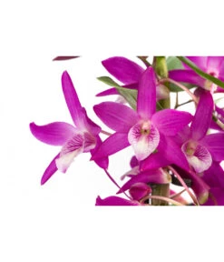 Traubenorchidee - Dendrobium 'Rainbow Dance' -Biohort || Vitavia || Elho Verkaufsgeschäft 8712960 WE DE 001 DendrobiumRainbowDanceT12
