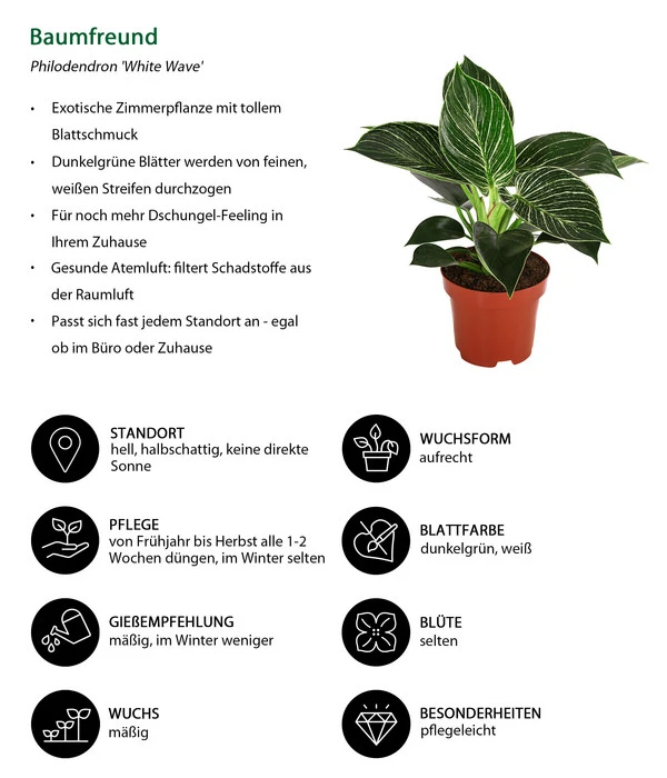 Baumfreund - Philodendron 'White Wave' 4 Baumfreund - Philodendron 'White Wave' – Bild 2