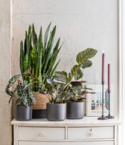 Pfeilblatt - Alocasia Amazonica 'Polly' -Biohort || Vitavia || Elho Verkaufsgeschäft 8721680 WE MO 001 SansevieriaBlackCoralT17