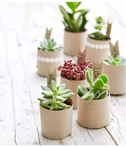 Neu eingetroffen -Biohort || Vitavia || Elho Verkaufsgeschäft 8722514 PR MO 002 Sukkulenten