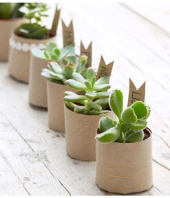 Mini Sukkulenten, Verschiedene Sorten -Biohort || Vitavia || Elho Verkaufsgeschäft 8722514 PR MO 006 Sukkulenten