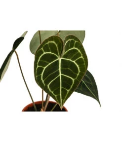 Herzblattblume - Anthurium Clarinervium -Biohort || Vitavia || Elho Verkaufsgeschäft 8722985 WE DE 001 HerzblattblumeAnthuriumClarinerviumT12