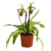 Frauenschuh - Paphiopedilum Spicerianum -Biohort || Vitavia || Elho Verkaufsgeschäft 8730913 WE FS 001 PaphiopedilumSpiceranumT9