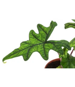 Pfeilblatt - Alocasia 'Jacklyn' -Biohort || Vitavia || Elho Verkaufsgeschäft 8732760 WE DE 001 PfeilblattJacklynT14