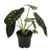 Pfeilblatt - Alocasia Baginda 'Dragon Scale' -Biohort || Vitavia || Elho Verkaufsgeschäft 8742314 WE FS 001 AlocasiaDragonScaleT14