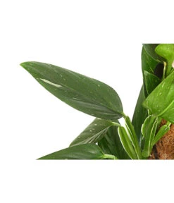 Titelseite -Biohort || Vitavia || Elho Verkaufsgeschäft 8747073 PR DE 001 PhilodendronCobraT19DehnerExpressHerzig