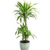Drachenbaum - Dracaena 'Lemon Lime', In Keramik -Biohort || Vitavia || Elho Verkaufsgeschäft 8765422 PR FS 001 DracaenaFragansLemonLimeT21InKeramikLina