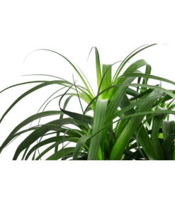 Elefantenfuß, In Seegras-Korb -Biohort || Vitavia || Elho Verkaufsgeschäft 8772998 WE DE 001 BeaucarneaT24 MonatsangebotJanuar2022 DehnerExpressHerzig