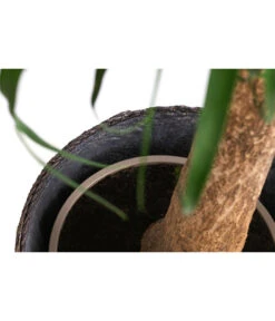 Elefantenfuß, In Seegras-Korb -Biohort || Vitavia || Elho Verkaufsgeschäft 8772998 WE DE 002 BeaucarneaT24 MonatsangebotJanuar2022 DehnerExpressHerzig