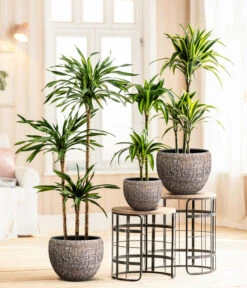 Drachenbaum - Dracaena Fragrans 'Rikki' 9 Drachenbaum - Dracaena Fragrans 'Rikki' -Biohort || Vitavia || Elho Verkaufsgeschäft 8775108 8511545 WE MO 001 DracaenaDeremensisRikki Lana