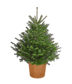 Nordmann-Tanne, B-Sortierung, Ca. 100-125 Cm, Im Topf Gewachsen