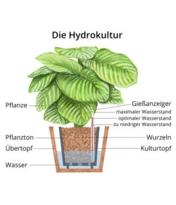 Bergpalme - Chamaedorea Elegans, Hydrokultur 7 Bergpalme - Chamaedorea Elegans, Hydrokultur -Biohort || Vitavia || Elho Verkaufsgeschäft WE MO Hydrokultur Hydropflanze Grafik
